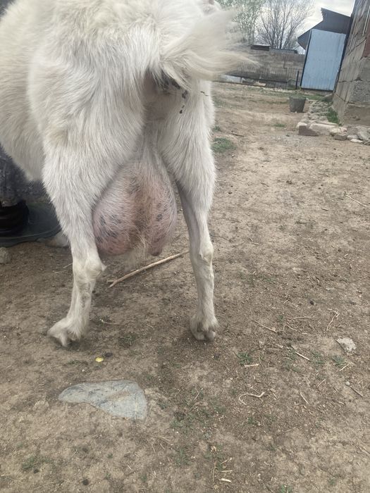 Сүтті ешкі сатылад