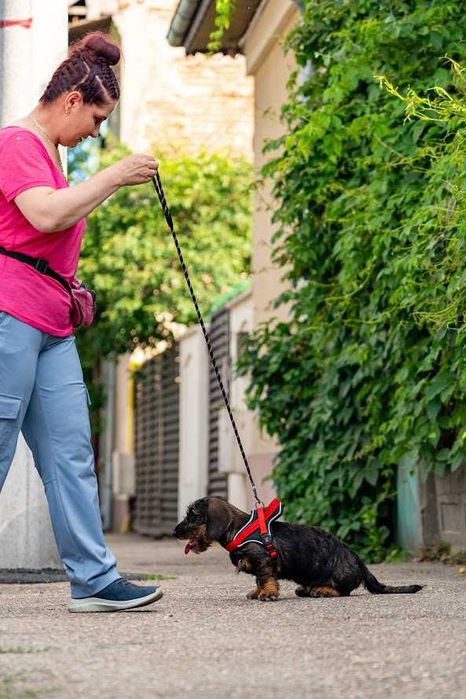 Mascul de teckel sarmos standard cu Pedigree A
