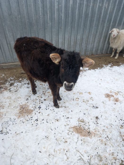 Продам телят хорошая порода