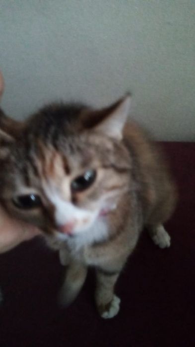 Отдам даром кошку 4года