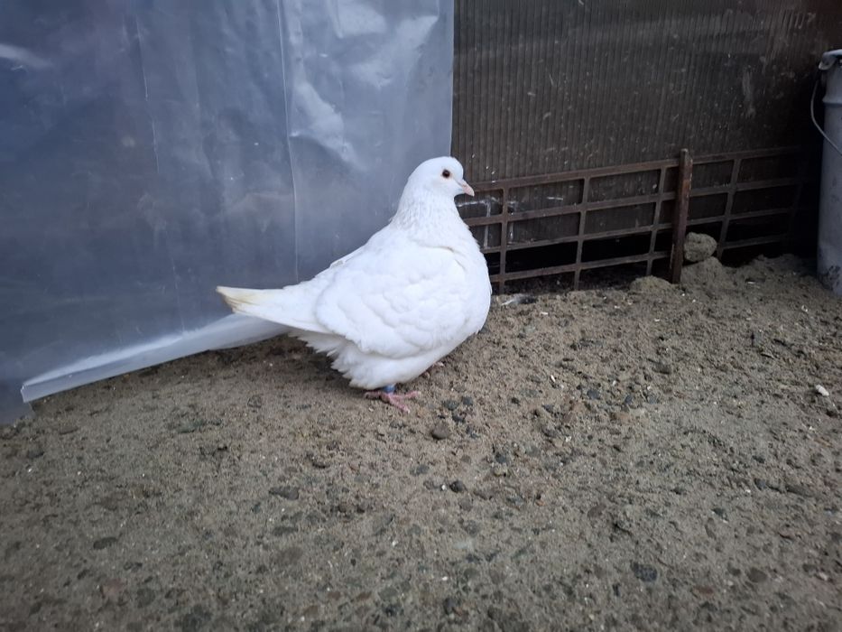 In căutare de casa noua