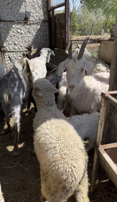 Ешкі,лақ,шібіш сатылады