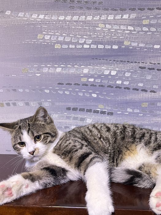 скоттиш страйт 5 - месяцев