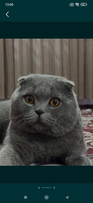 Mushuk obmen iphone yoki skuterga
