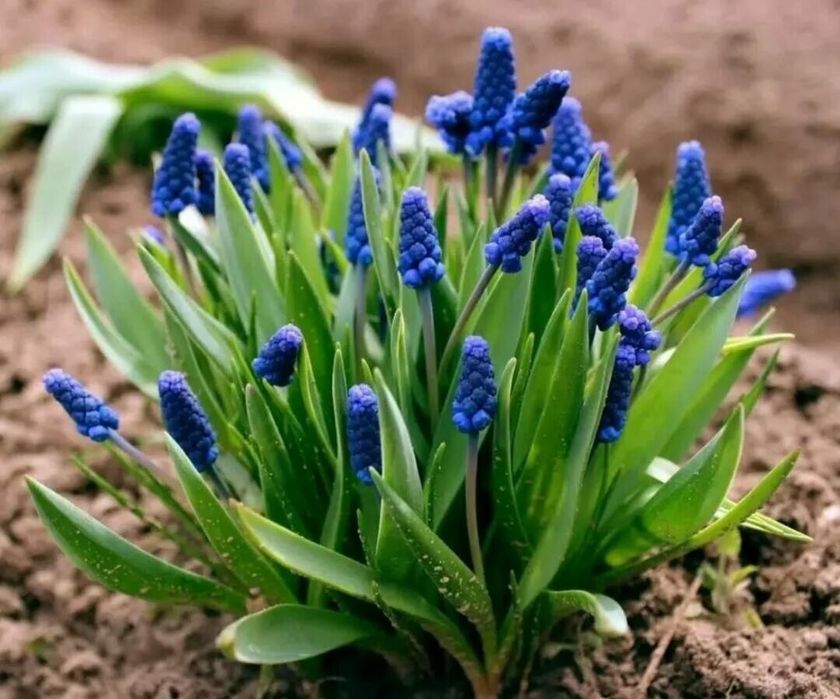 Мускари многолетник весенние цветы