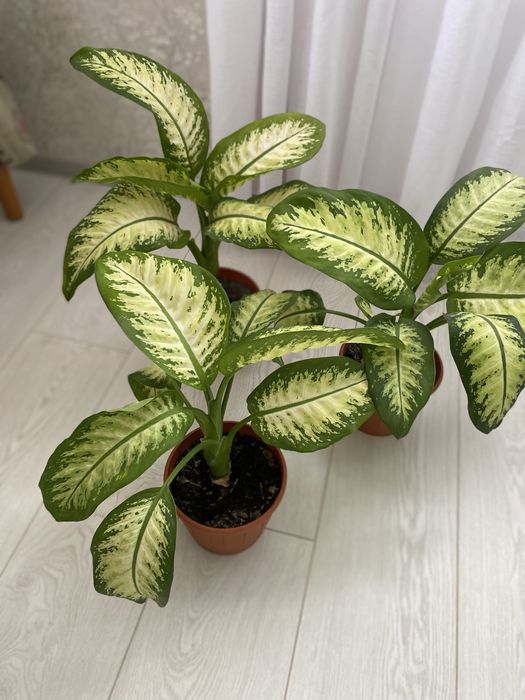 Продам Диффенбахию Tropic Snow