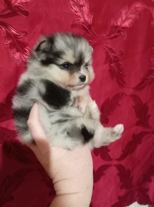 Щенок немецкий шпиц золотой марле