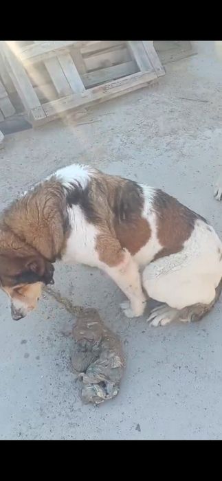 Отдам даром суку САО