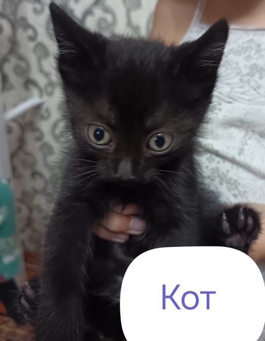 Отдам котят бесплатно