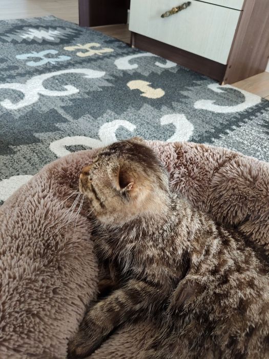 Отдам кота  в хорошие руки