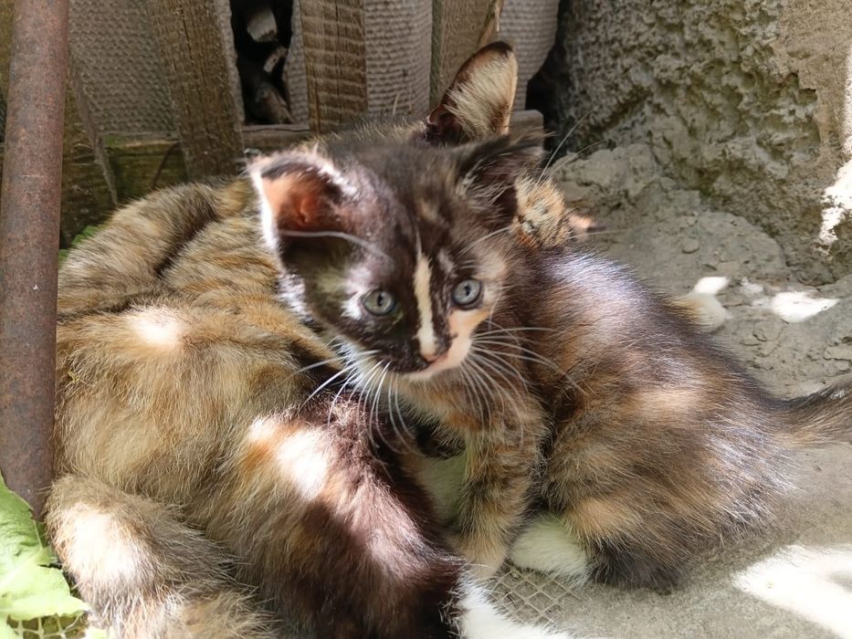 Котёнок в хорошие руки
