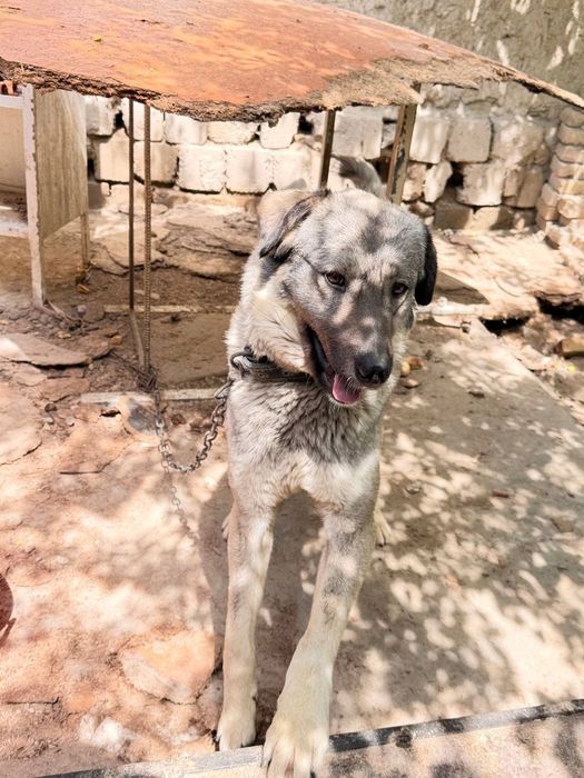 Собака даром в добрые руки