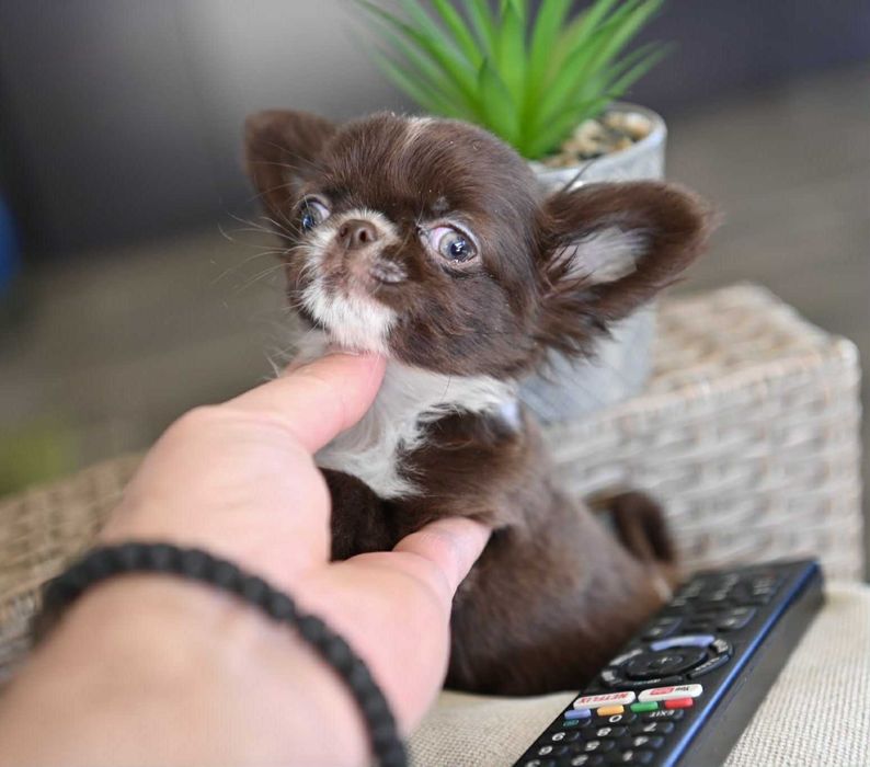 Мъжко дългокосместо мниатюрно шоколадово чихуахуа