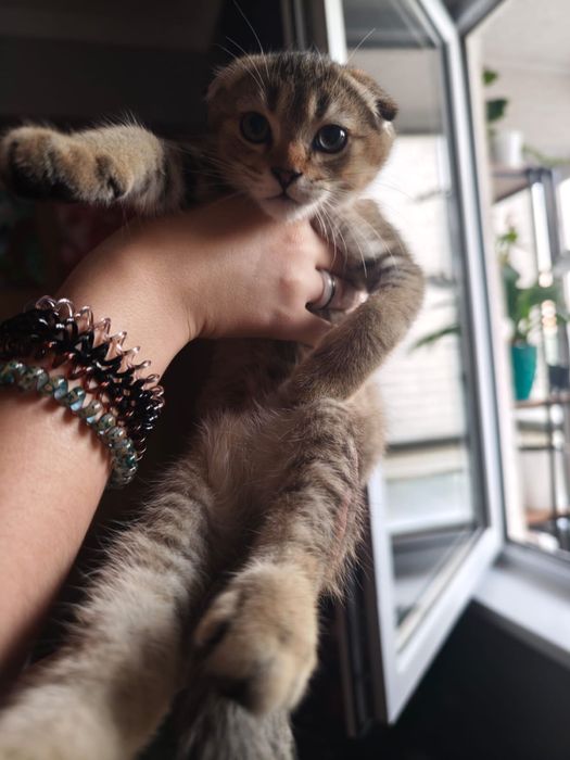Котенок в поиск дома
