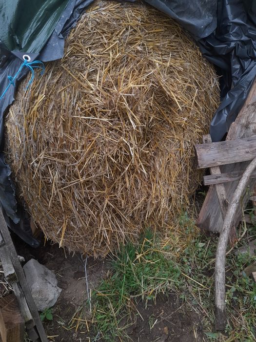 Vând baloți rotunzi de paie