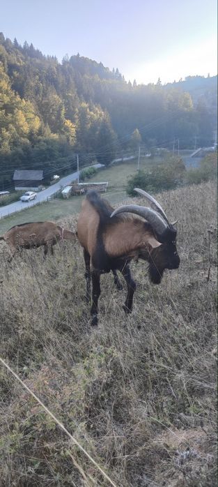 Țap Alpin Francez