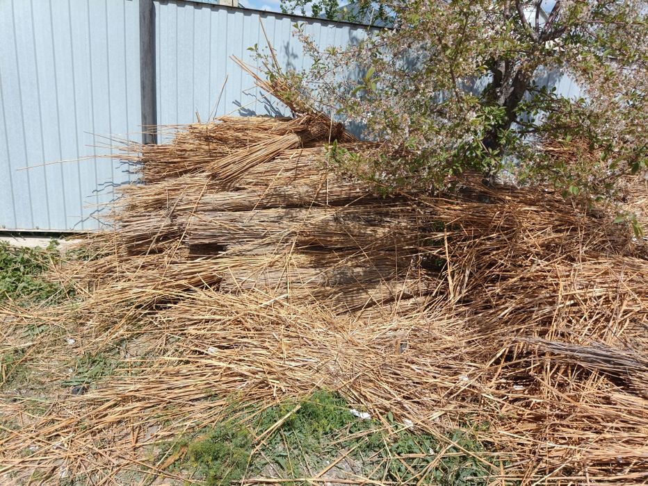 Қамыс камыш ағаштар тегін