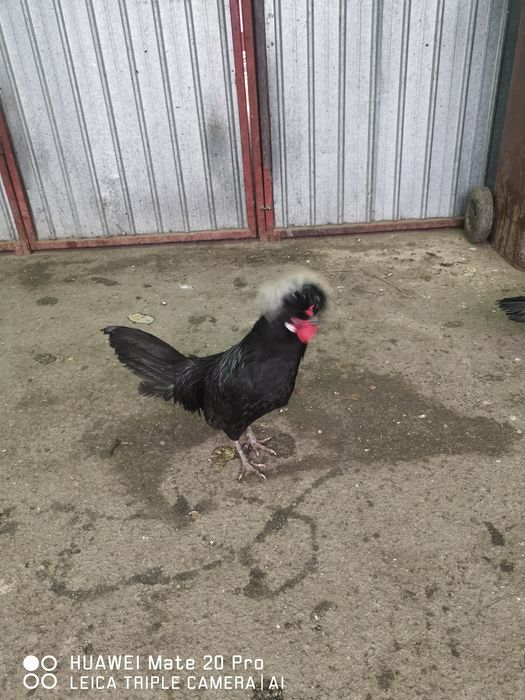 Vând motate olandeze. 2 cocoși + 2 gaini , și un fazan comun