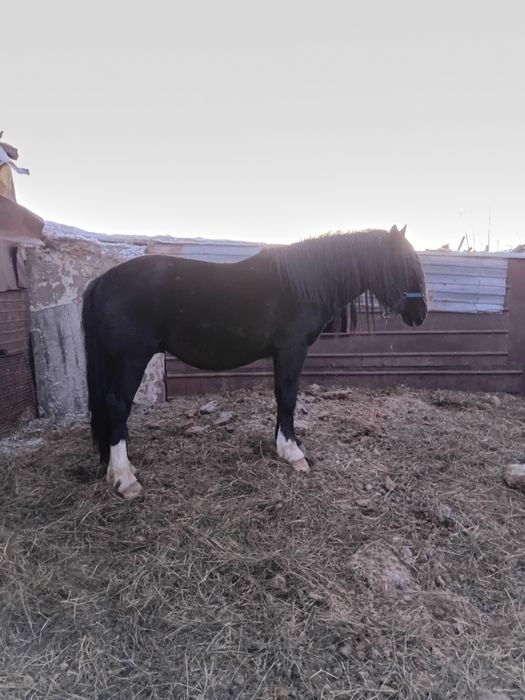 Продам жеребца .