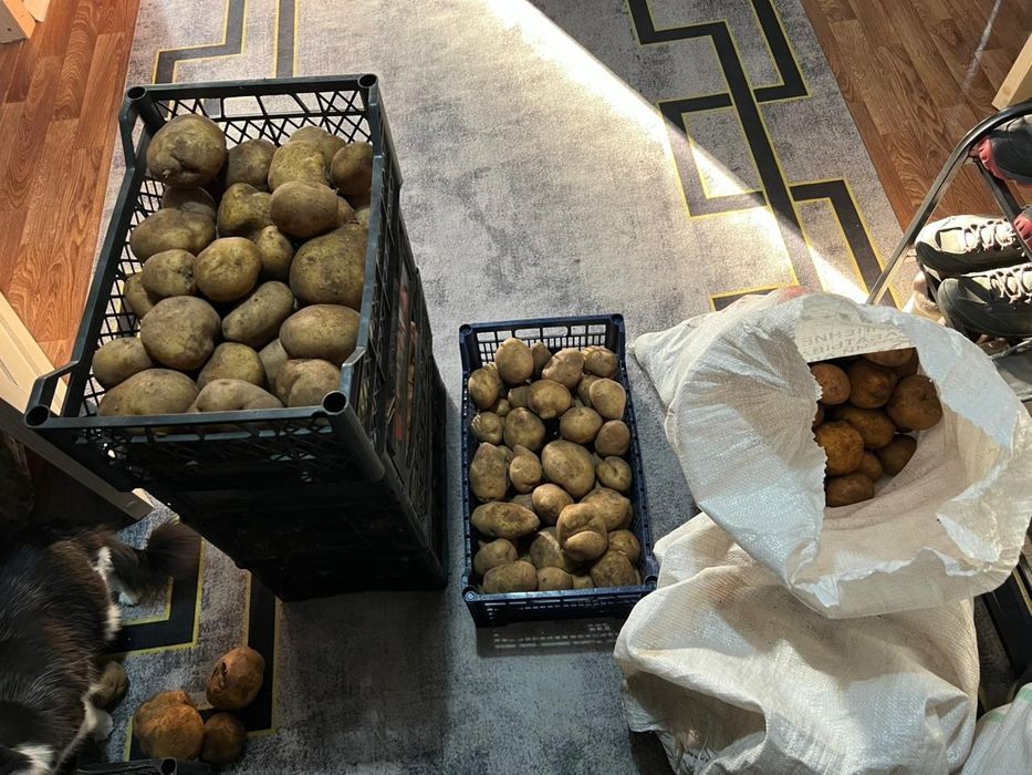 Картофель домашний