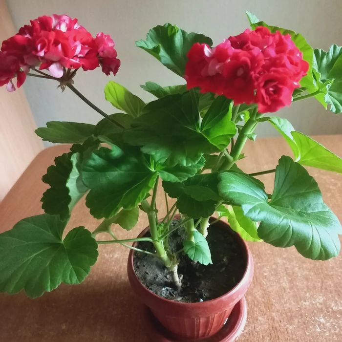 Продам комнатные цветы.