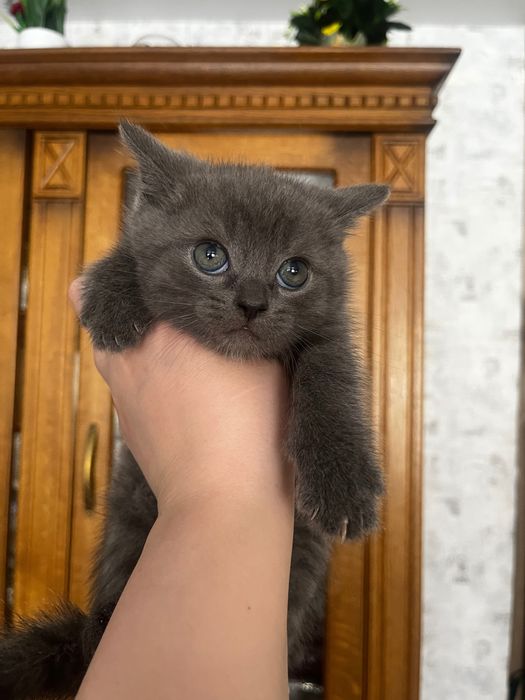 Продам котят скоттиш фолд