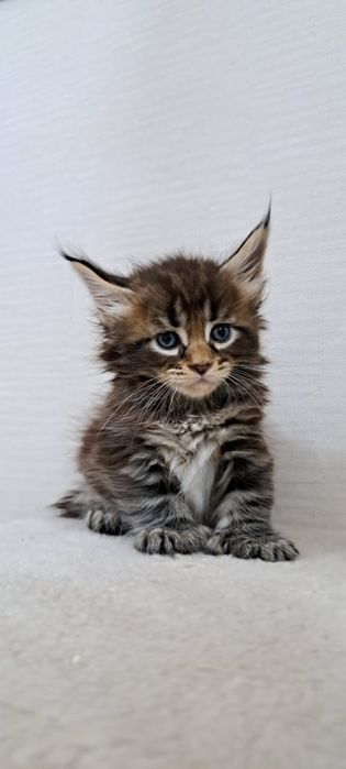 Котята Мейн куна мальчики и девочки