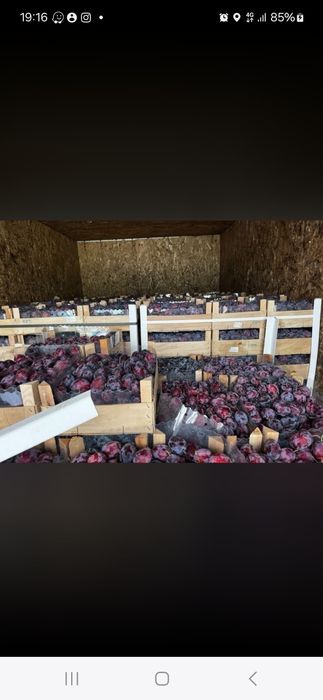 Prune pentru țuică sau pălincă românești copți și dulci 100% Transport gratuit livrare rapidă aștept clienți!