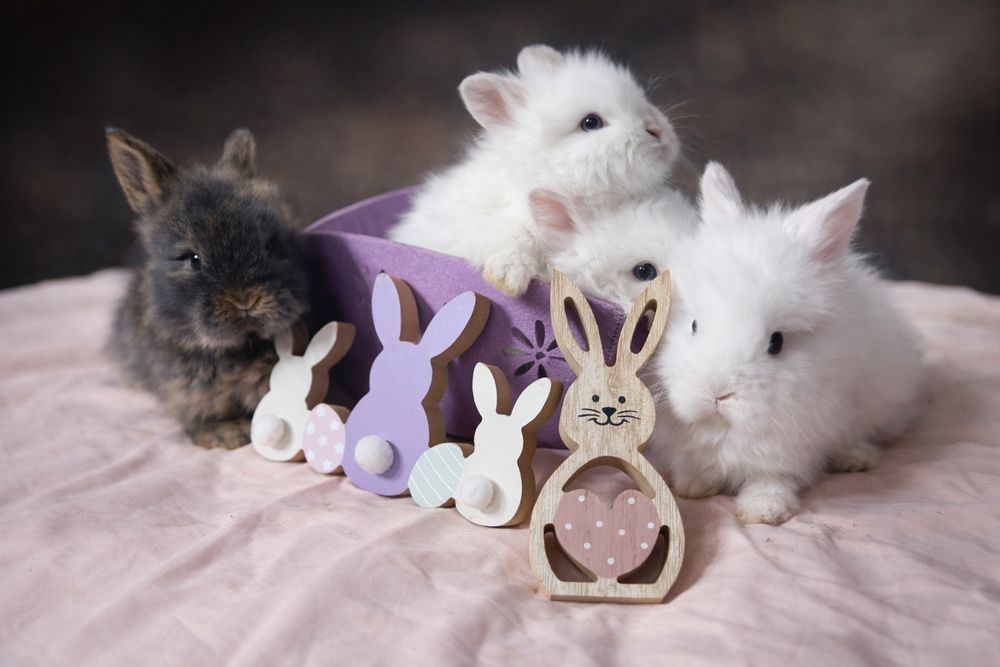 Iepurași Cap de leu pitici pentru apartament cadou pentru copi Paște i