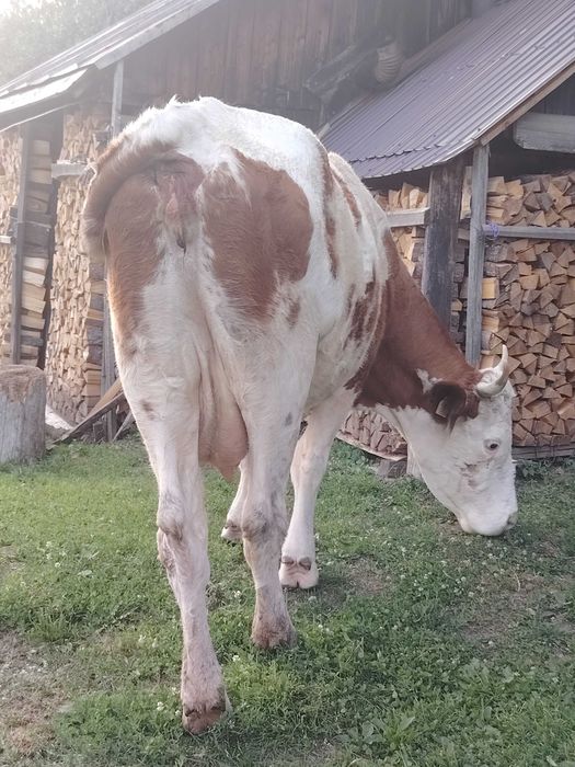 Bălțată românească cu vitea