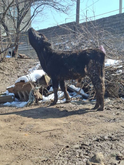 8 айлық  тана бұқа сатылады