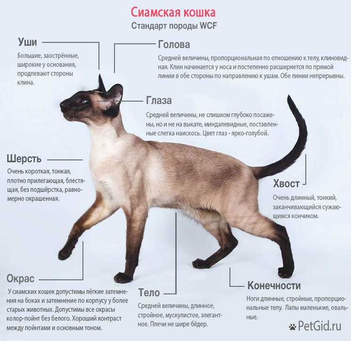 Сиамский (мальчик)
