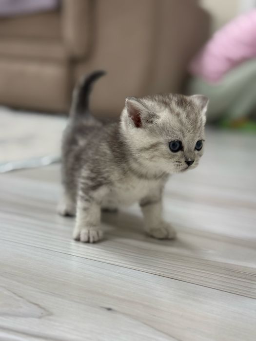 Котята вислоушки