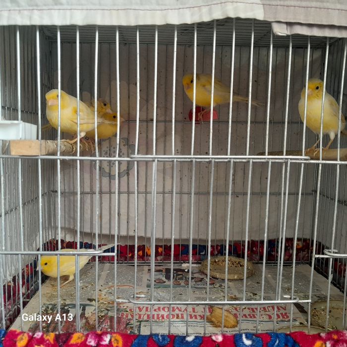 Uyda boqilgan kanareykalar