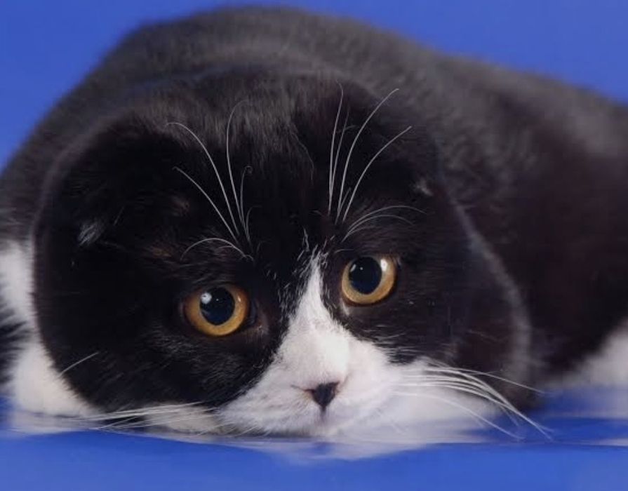 Подарю котёнка вислоухий