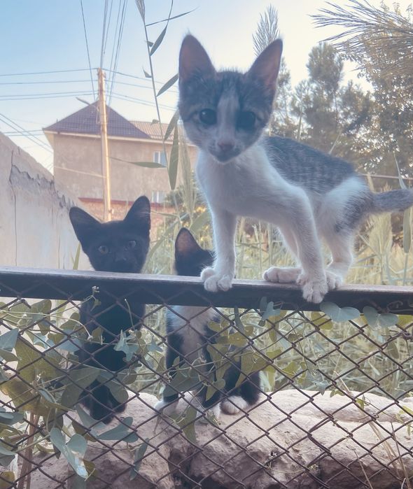 Котёнок в добрые руки