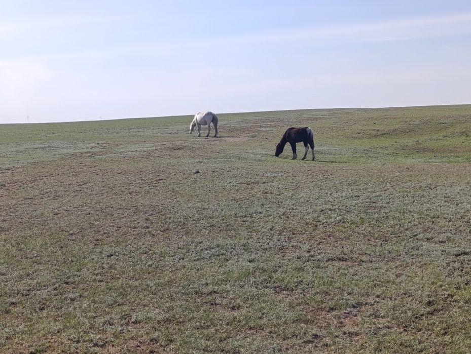 Буаз бие ұрғашы таймен