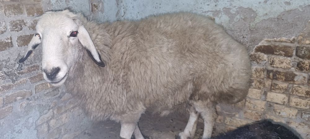 Куй сотилади вес 75кг