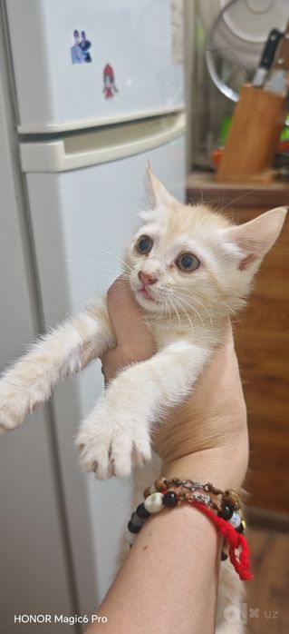 Отдам котят тем кто действительно нуждается в добрые руки . Котятам