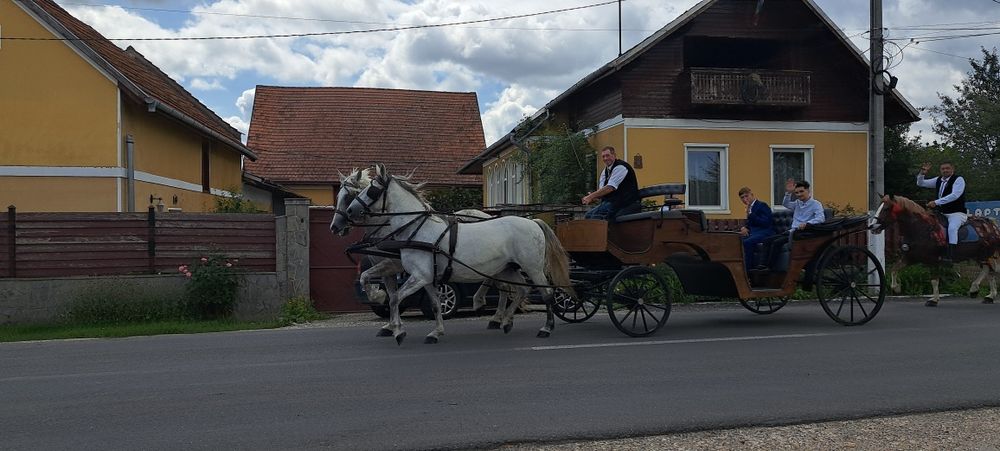 Vand iapă 9 ani, gestanta