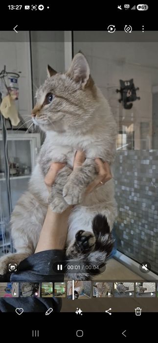 Котика бросила хозяйка!