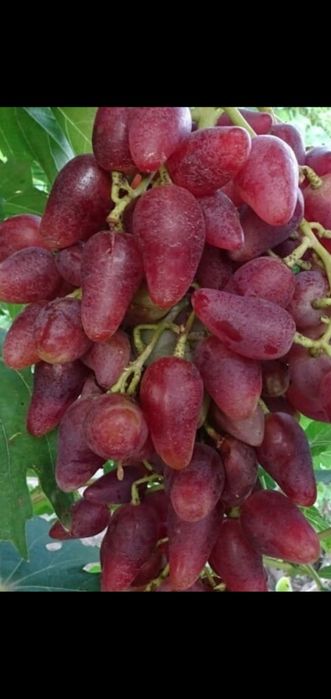 Саженцы винограда