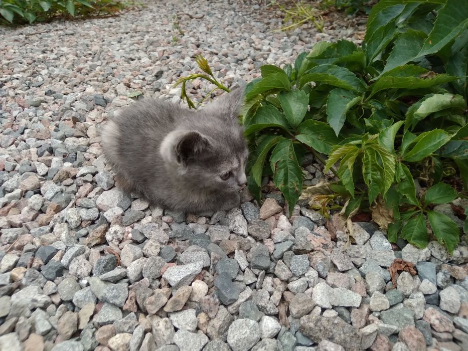 Котятки в добрые руки