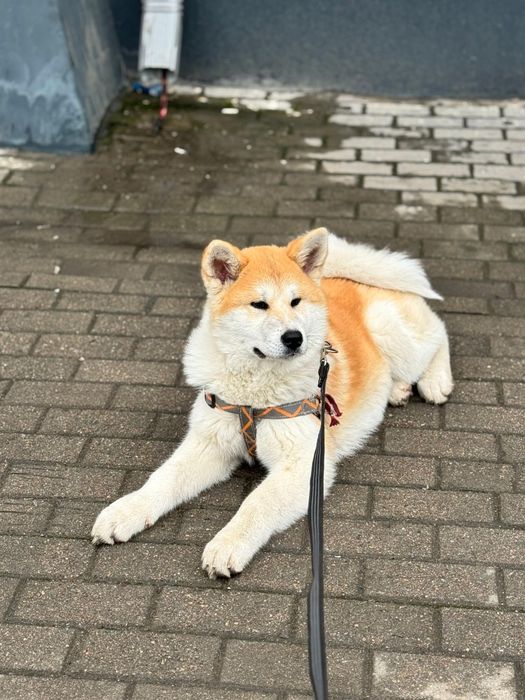 Японская Акита (Хатико)