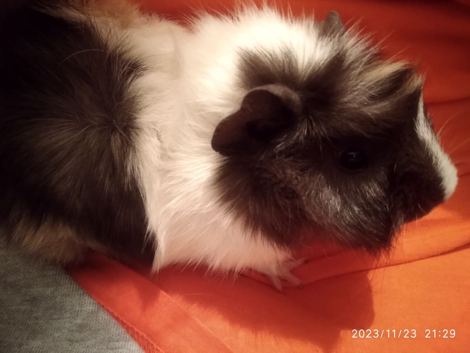 Морские свинки домашние питомцы