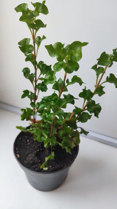 Альтернантера комнатный цветок