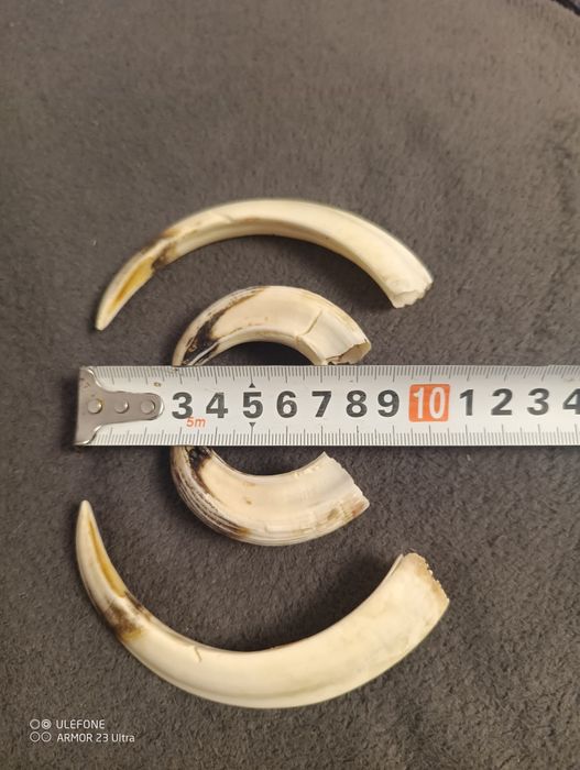 За ценители нов трофей