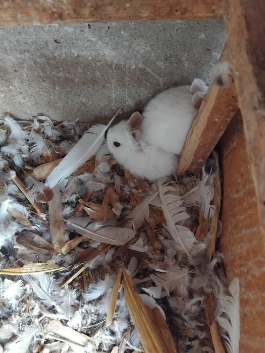 Декоративни зайчета