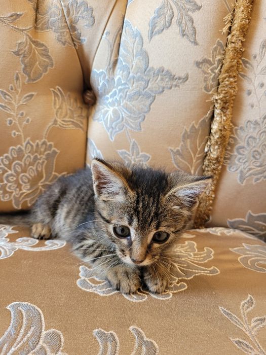 Котёнка  в хорошие руки