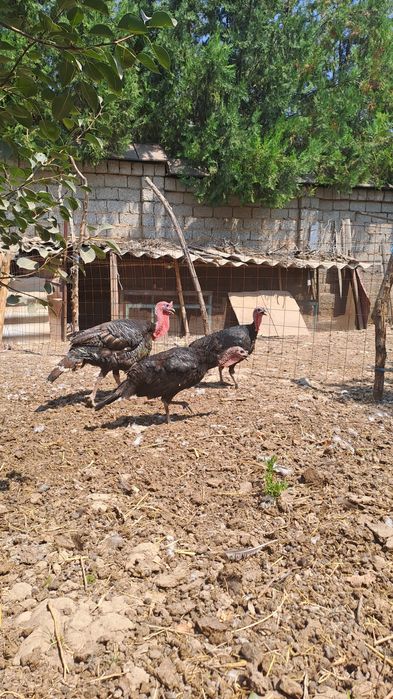 Черняевкада куркалар сотилади,.